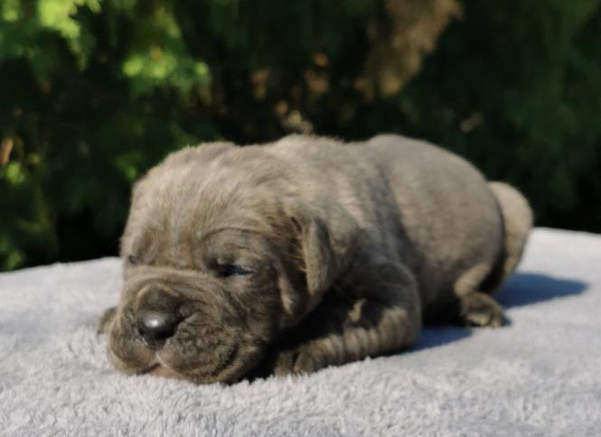 Cane Corso VRHUNSKI štenci
