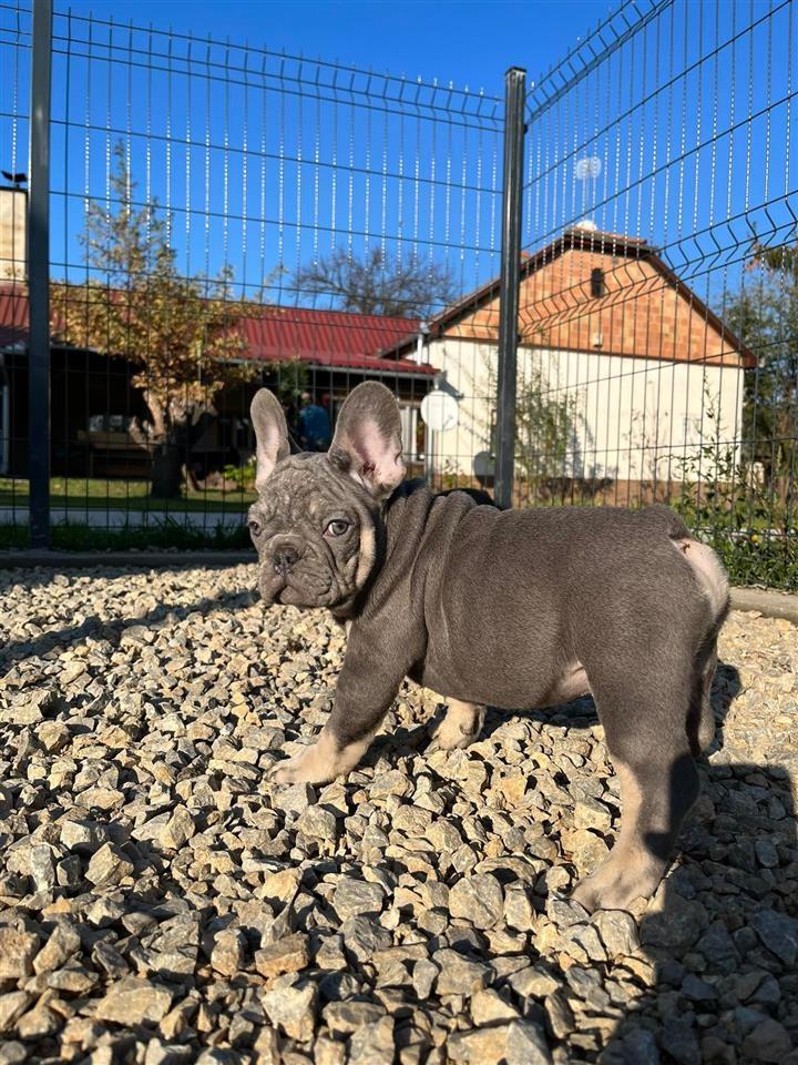 Egzotični-Francuski-Buldog