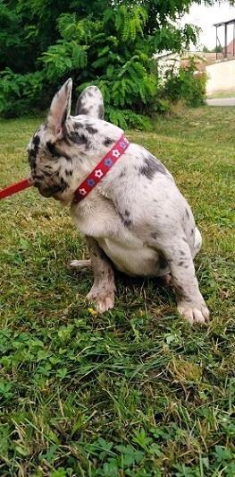 Francuski-buldog-štenci-egzotičnih-boja