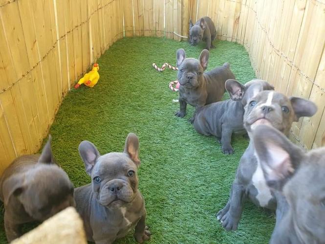 Plavi francuski buldog