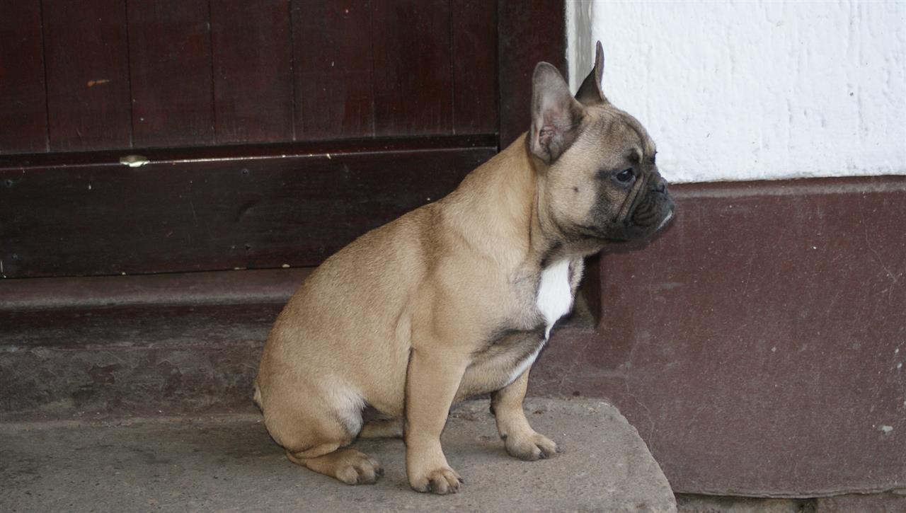 Francuski-buldog-žensko-štene