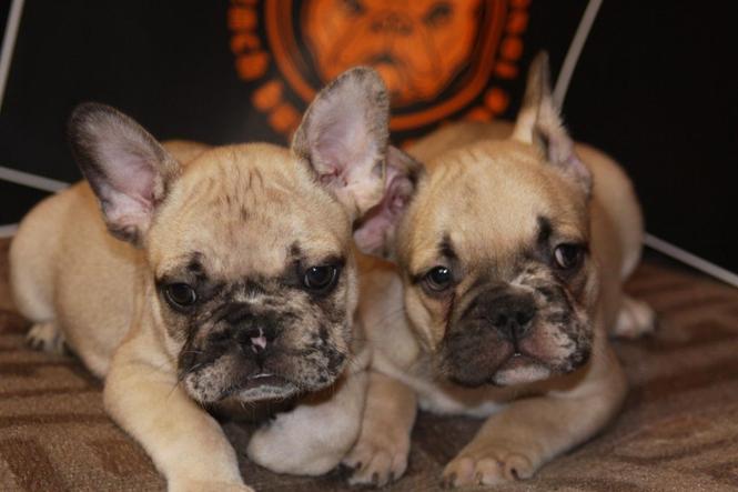 Francuski Buldog EXOTIC