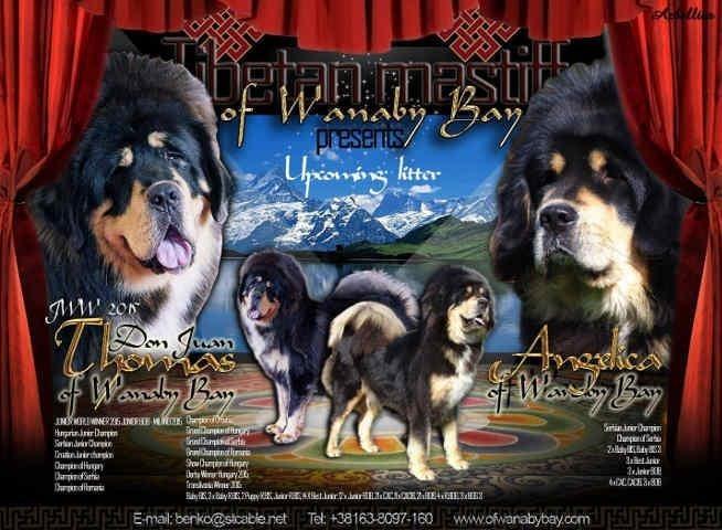 TIBETSKI-MASTIFF-vrhunsko-leglo-na-prodaju