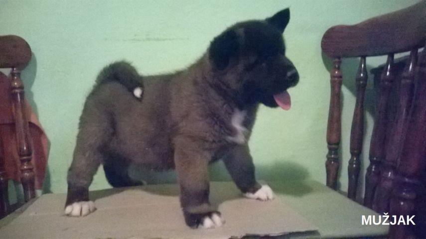 Americka-akita--stenad