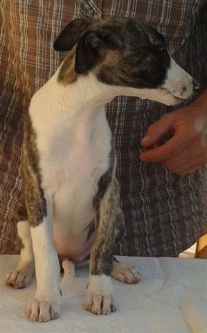 Whippet---mali-engleski-hrt