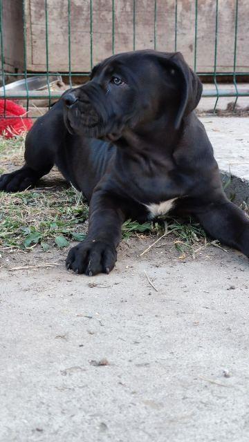 Cane-Corso-kučići