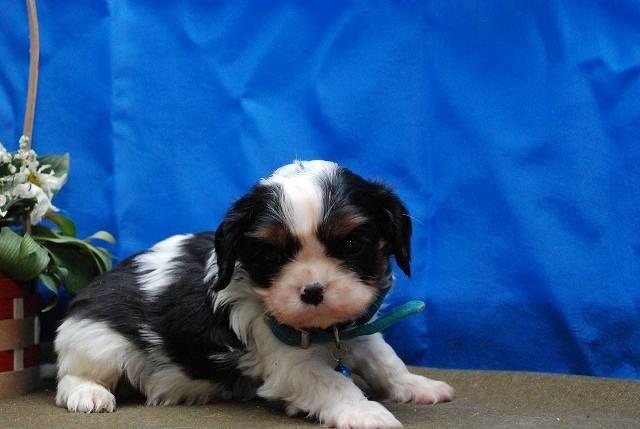 CAVALIER King Charles Spanijel