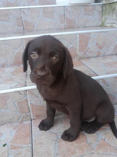Labrador stenci