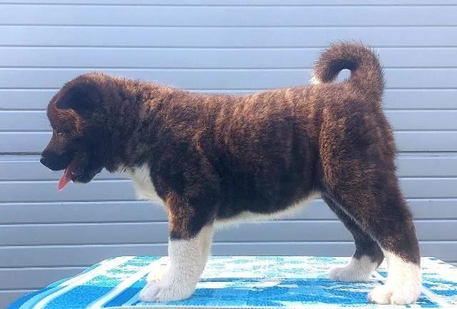 Americka Akita, stenci