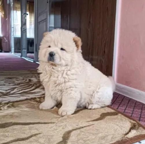Chow Chow i Vajmarski Pticar stenci