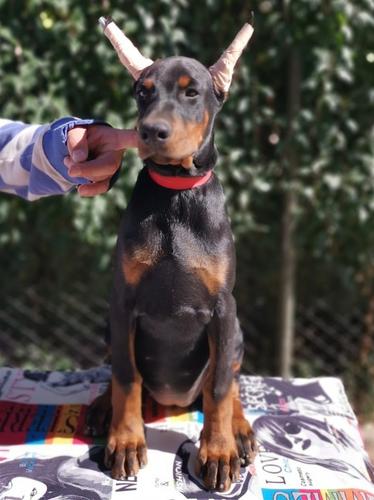 DOBERMAN PRVOBIRANO ŠTENE