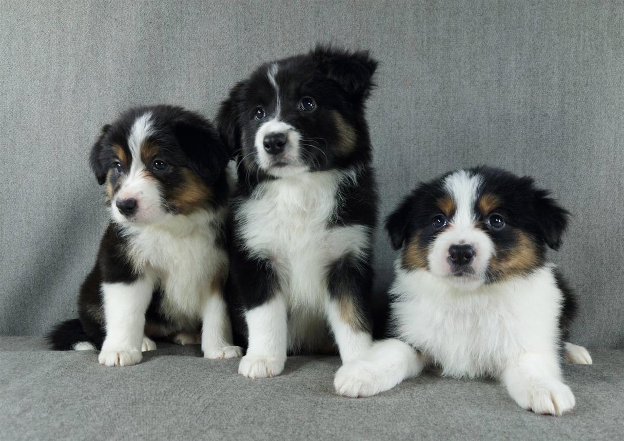 Border-collie--Border-koli--vrhunski-štenci