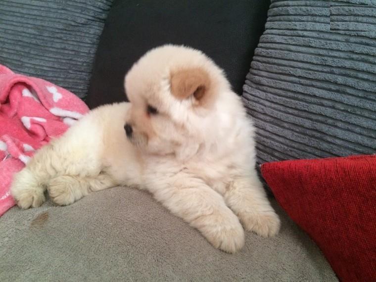 Prekrasne-štenad-u-chow-chow