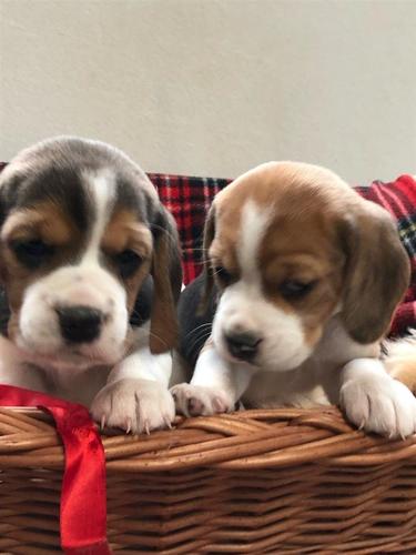 Prekrasne beagles na prodaju