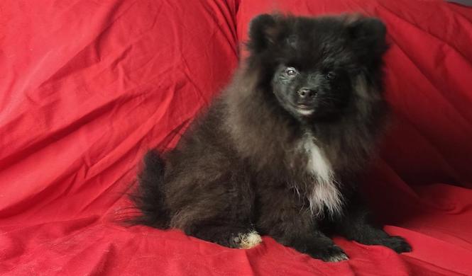 Pomeranac