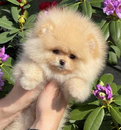 Pomeranac Boo