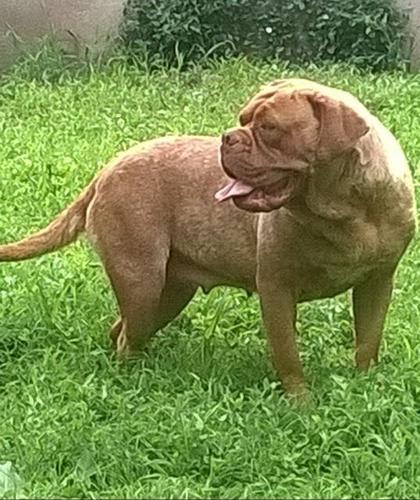 Bordoska doga, zenka