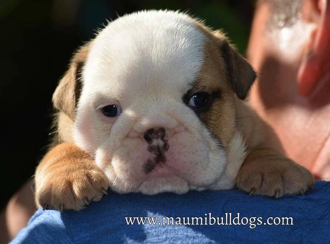 Engleski Buldog, Maumibulldogs stenci