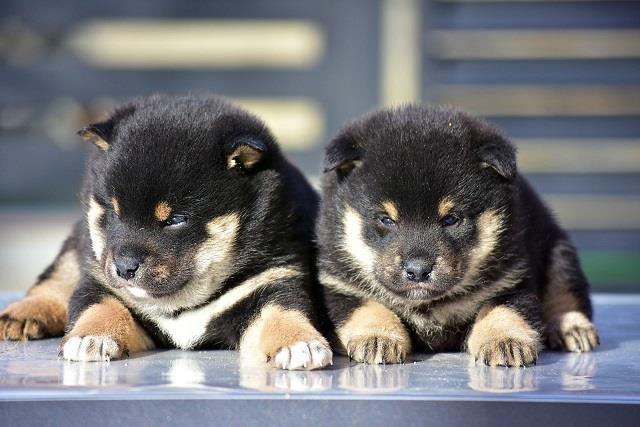 Shiba-Inu-