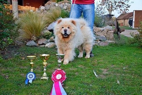 CHOW CHOW muzjak slobodan za parenje
