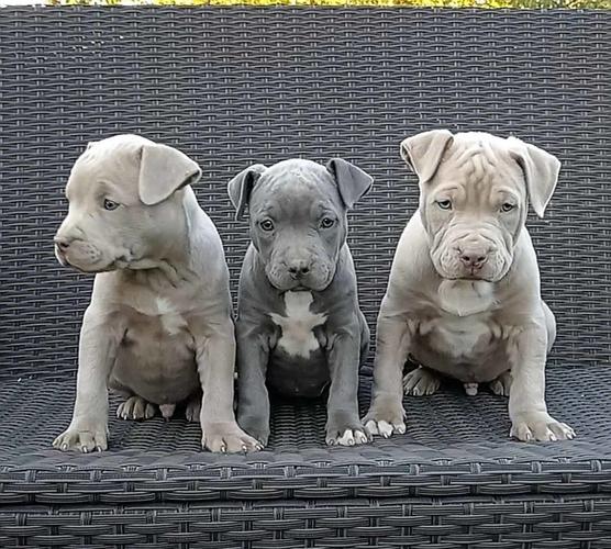Pit bull stenci EXOTIC