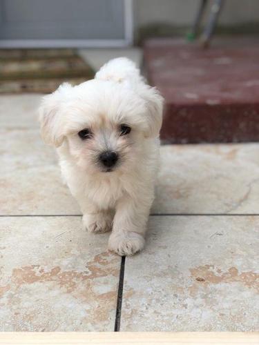 Bichon Frize štenci Kc Registrirani