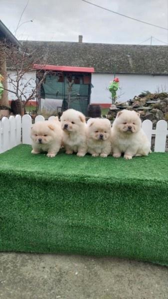 Cau-cau-Chow-chow-stenad
