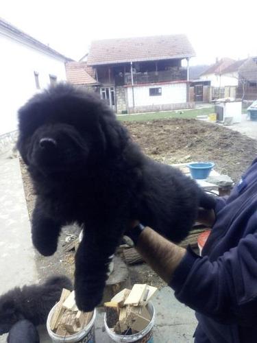 Njufaundlender, štenci