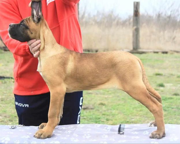 Cane Corso štenci 