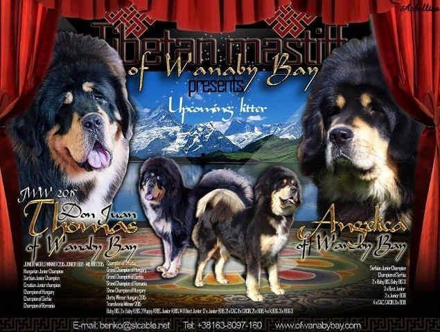 Tibetski mastiff - vrhunsko poreklo