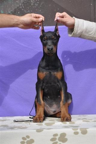 Doberman stenci