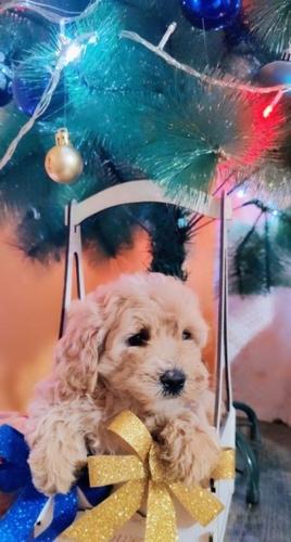 Maltipoo štenci