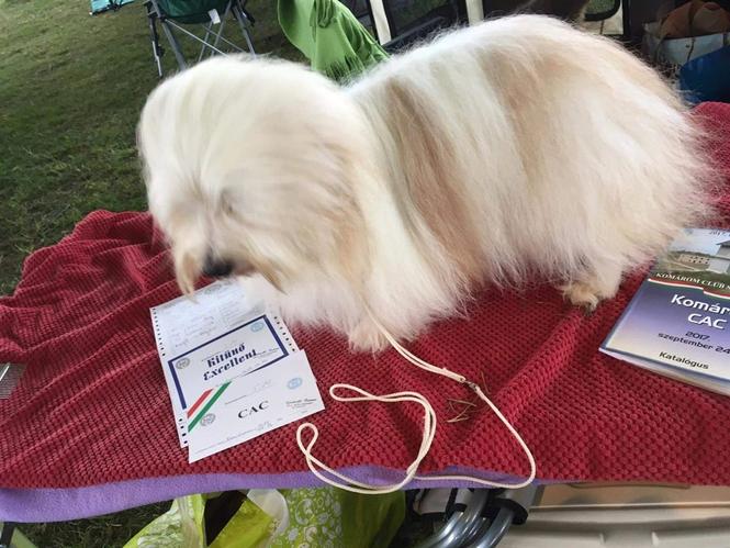 Tulearski pas (coton de tulear) štenci