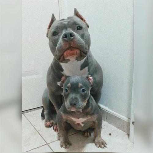 AMERICAN BULLY POCKET