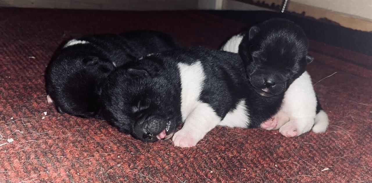 Američka-Akita-štenci