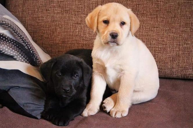 LABRADORI stenad