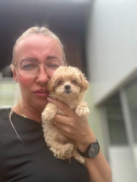 Maltipoo-vrhunske-genetike