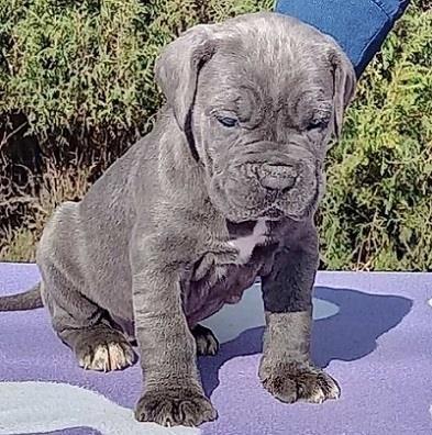 Cane corso stenci sive boje
