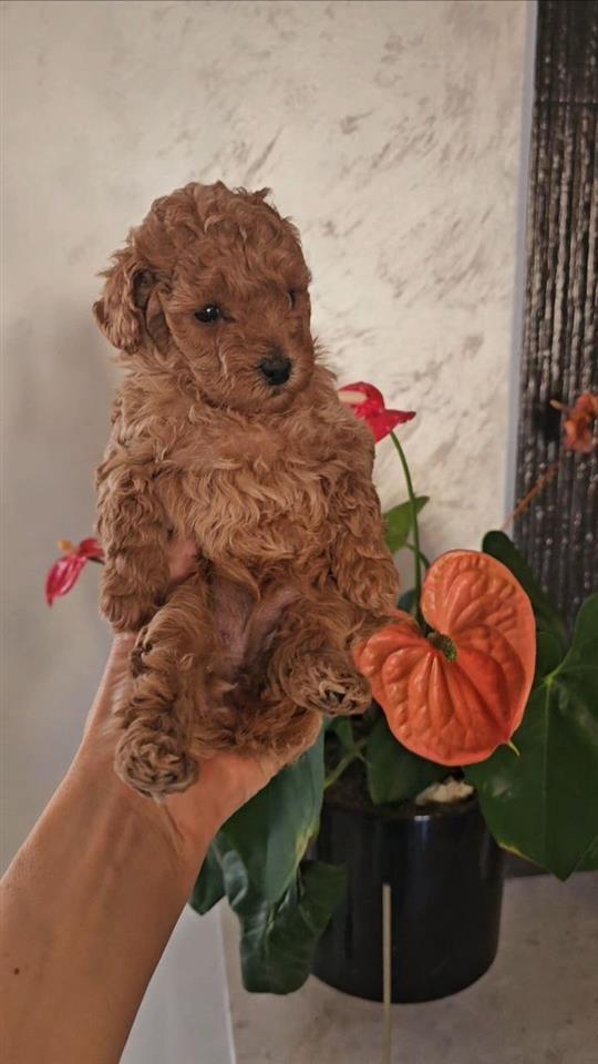 Toy-Poodle-Red-vrlo-sitna-lepotica--roditeli-sampioni