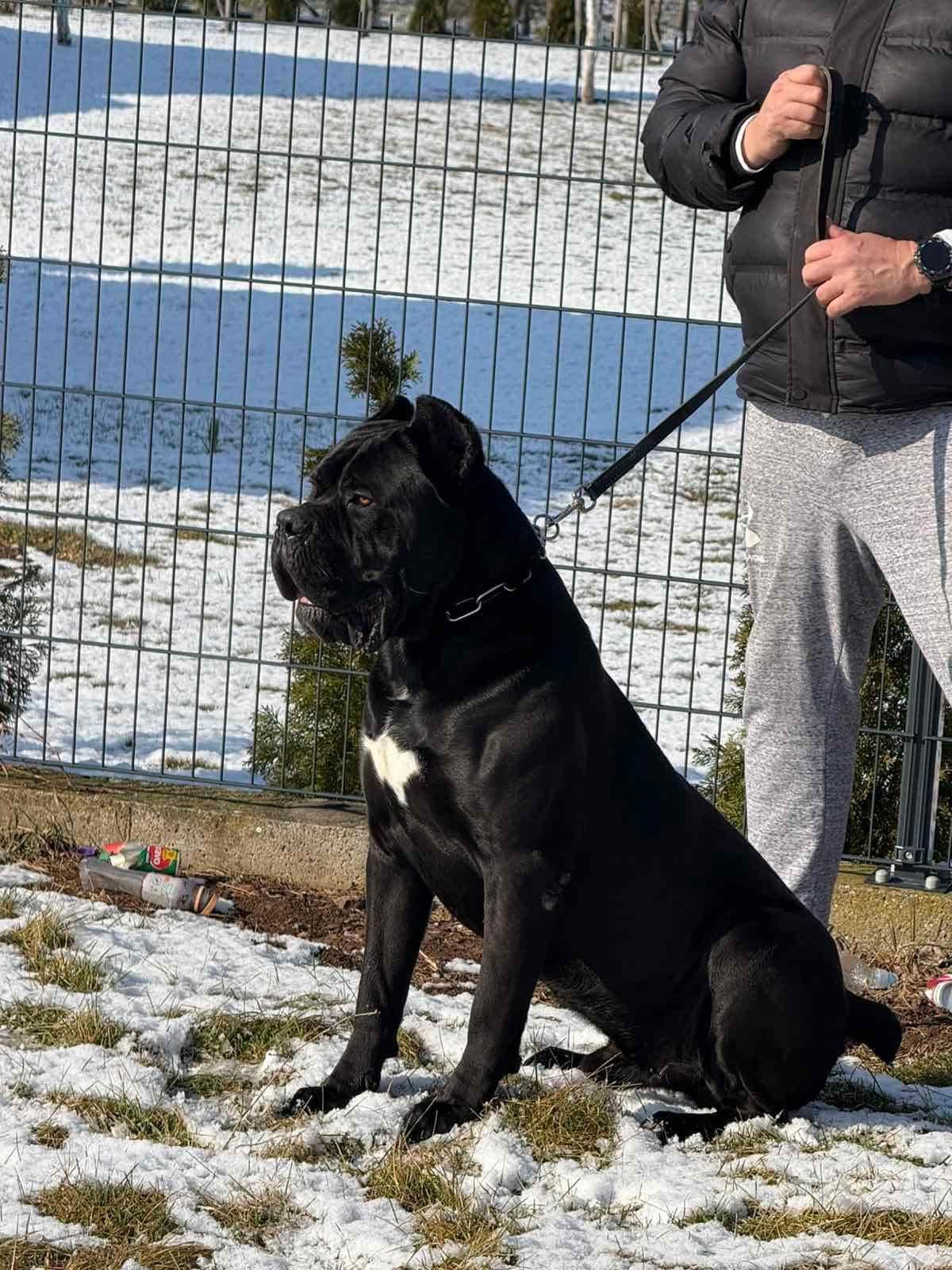 Cane-Corso-mužjak-na-prodaju