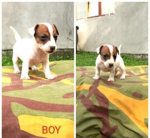 Džek-Rasel-terijer--Jack-Russell-terrier