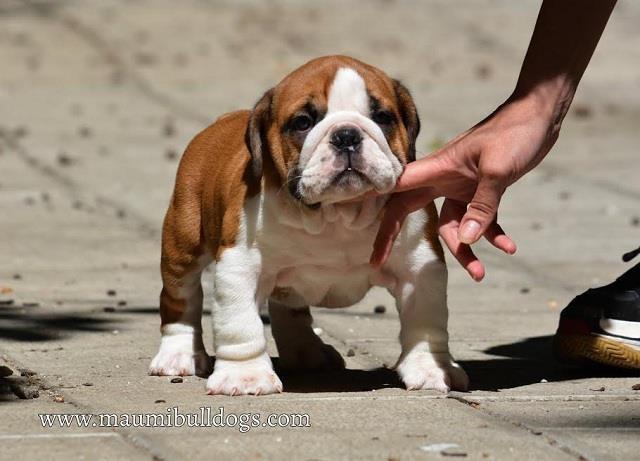 ENGLESKI BULDOG, fantasticno leglo 