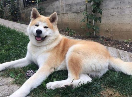 Akita-inu