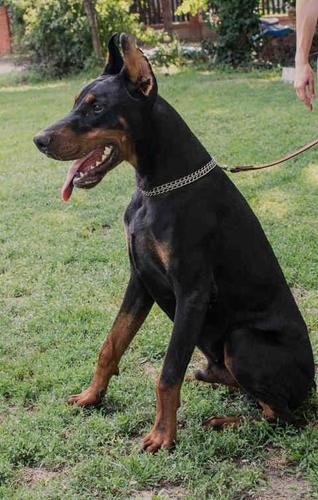 Crni DOBERMAN - muzjak ENZO od 10 meseci