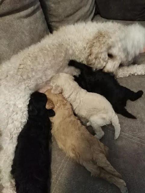 Toj-pudla--Toy-Poodle-