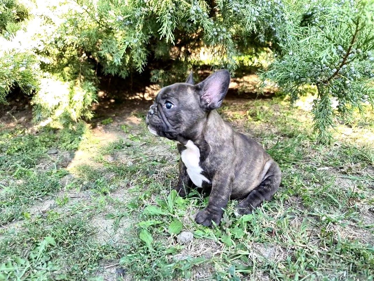 Francuski-buldog--M--10-nedelja