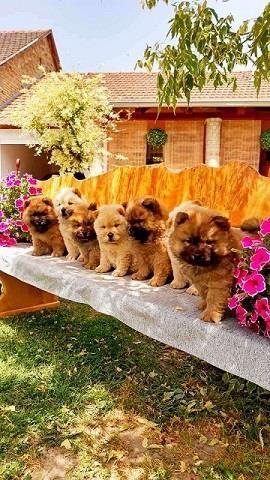 Chow chow cau cau stenad