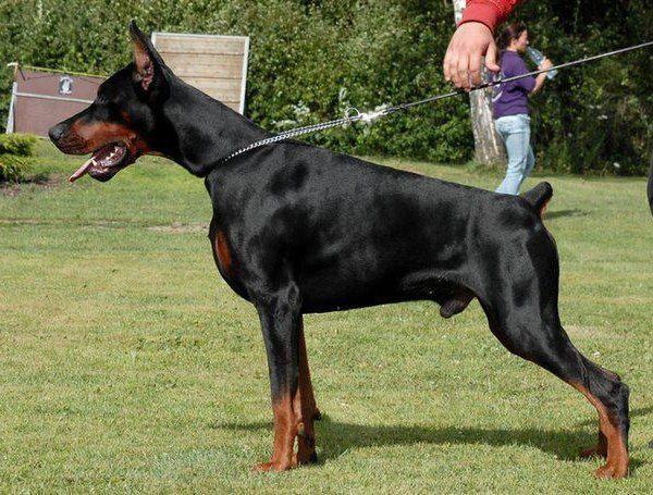 DOBERMANI  FLASHIVED