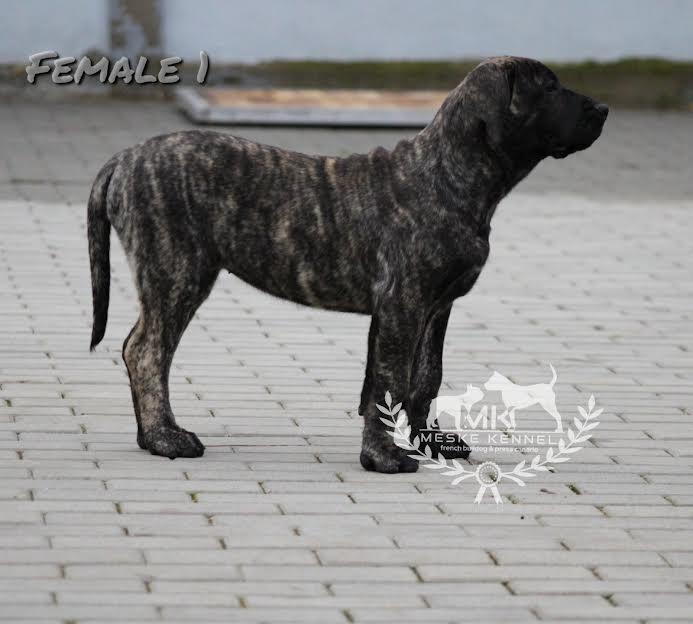 Presa-Canario-stenci-
