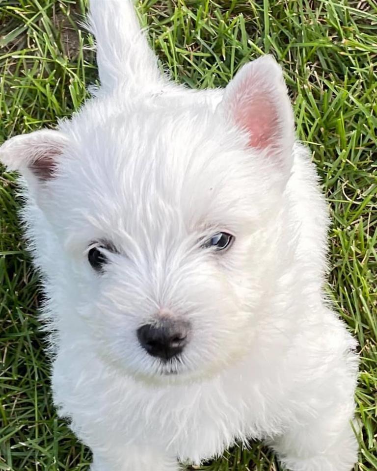 Prekrasni-Westie-psi